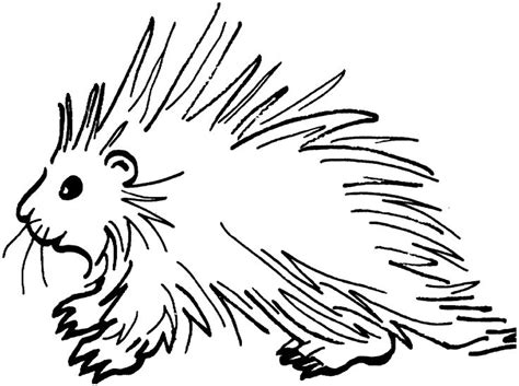 Porcupines are rodents with a coat of sharp spines, or quills, that defend them from predators. Porcupine Coloring Pages For For All Ages | Educative ...