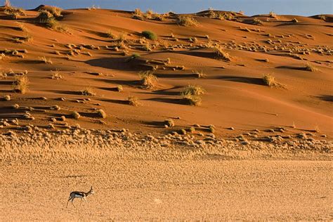 Filespringbok Antelope Sossusvlei Namib Desert Namibia Luca Galuzzi