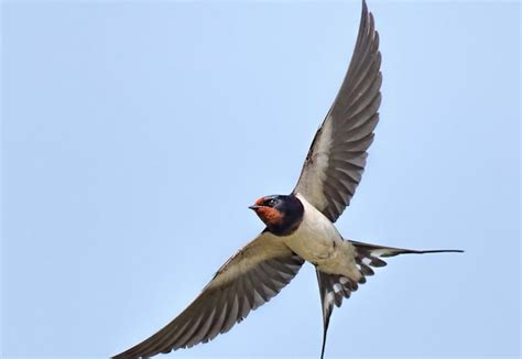 La Rondine è Un Uccello Visto Con Benevolenza Dalluomo È Un