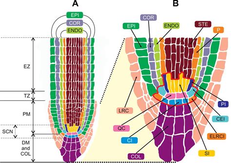 Structure Of The Arabidopsis Root A Schematic Longitudinal Section