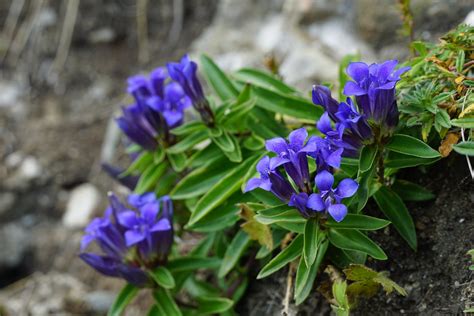 Gentiana Cruciata Star Gentiancross Gentian Kreuz Enzian Xulescug