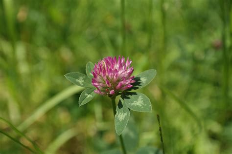 3840x2160 Wallpaper Pink And White Clover Flower Peakpx