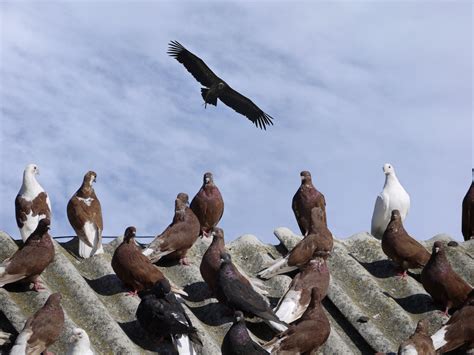 1920x1200 Wallpaper Flock Of Pigeons Peakpx