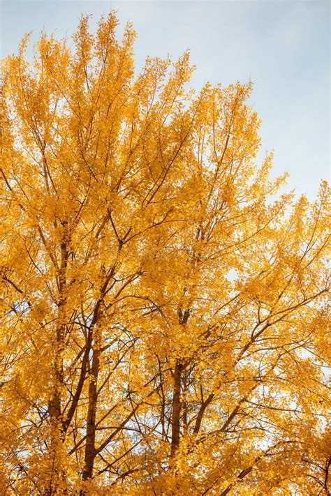 Yellow Aspen Tree Foliage In Golden Sunlight Stock Photo Image Of