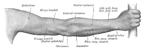 The antibrachial or forearm muscles may be divided into a volar and a dorsal group. Anconeus muscle - Wikipedia