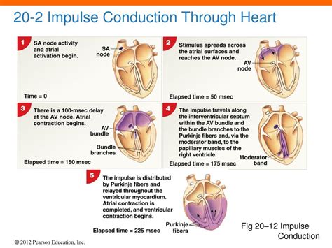 Ppt 20 The Heart Powerpoint Presentation Free Download Id4051627