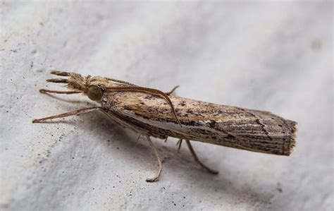 Blog Sod Webworms Signs Symptoms And Prevention In Houston