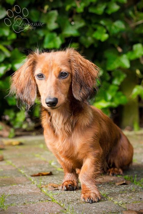 Long Haired Spotted Dachshund Puppies