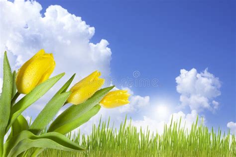 Landscape Of Spring Flowers On Blue Sky Stock Photo Image Of Blue