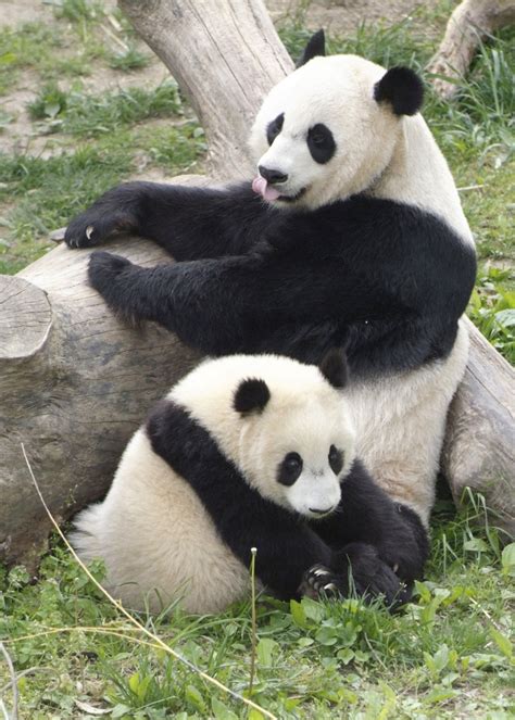 Giant Panda Animal Facts And Pictures All Wildlife