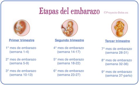 Embarazo Etapas Del Embarazo Desarrollo Del Embarazo