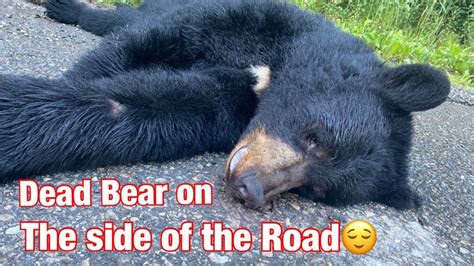 Bear Cubs Found Dead On Highway 97 In B C Youtube