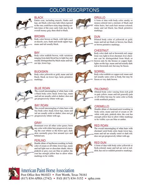 American Paint Horse Temperament And Characteristics Horsezz