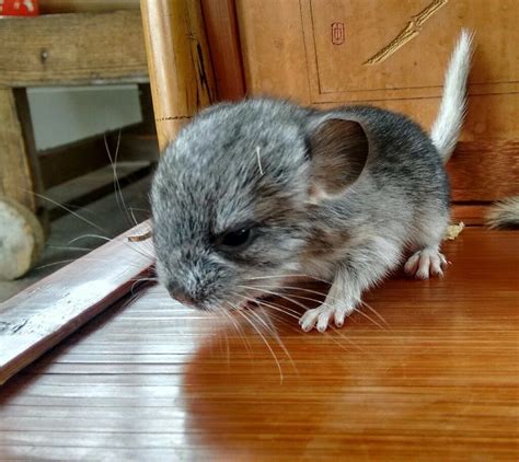 Soldgrey Speckled Baby Female Chinchilla Hand Tamed
