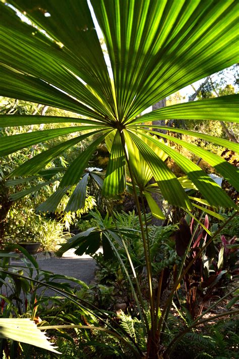 Licuala ramsayi (QLD Fan Palm)