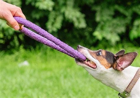 How To Make A Tug Of War Rope For Dogs