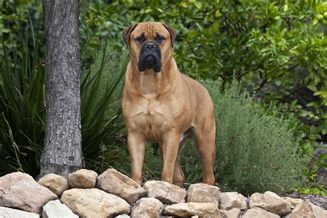 What Breed Is The Largest Dog