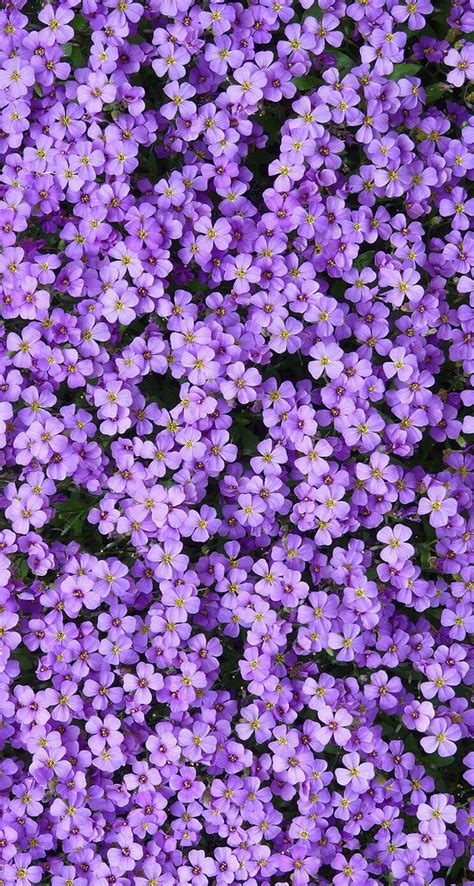 Purple Bonito Flower Lila Pink Sparkle Sparkles Sparkling Hd