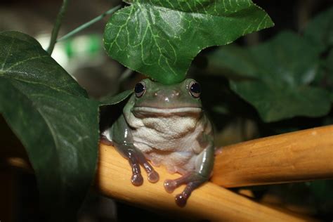 NORTHERN GREEN TREE FROG | Reptile and Grow