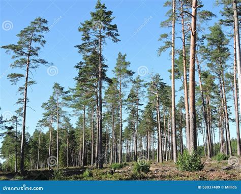 Pine Trees Forest Stock Image Image Of Trees Branch 58037489