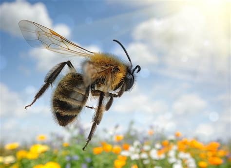 Seven Bee Species Put On The Endangered Species List •