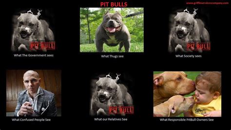 The Pit Bull Project Is The Media To Blame