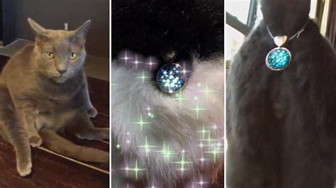 Turn Your Cats Butthole Into A Shining Jewel The Luxury Spot