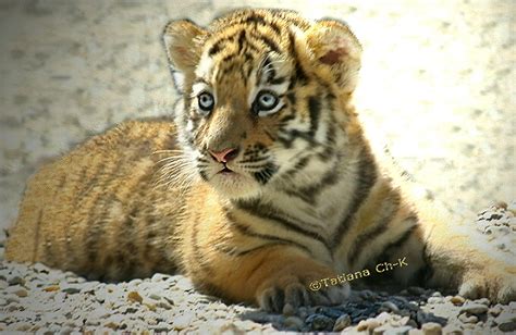 Tigers are the largest member of the cat family. Siberian-Tiger (baby female); Image ONLY