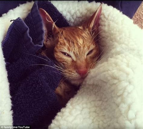 Frozen Stray Cat Close To Death Is Nursed Back To Health Daily Mail Online