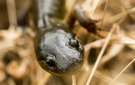 DVIDS Images California Tiger Salamander Image 9 Of 16