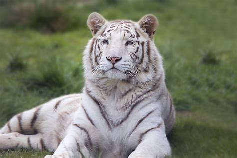 Gambar Hewan Harimau Putih