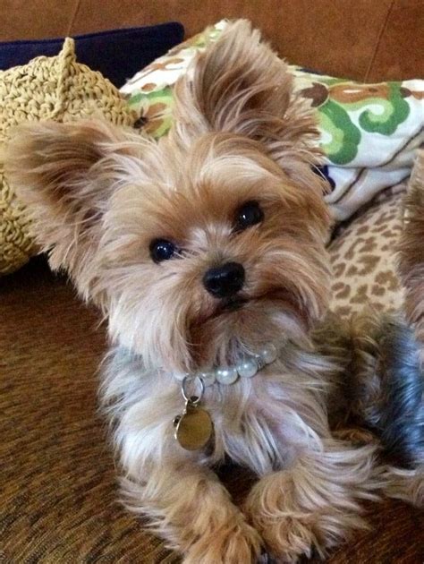 Yorkie Haircuts Pictures Coolest Yorkshire Terrier