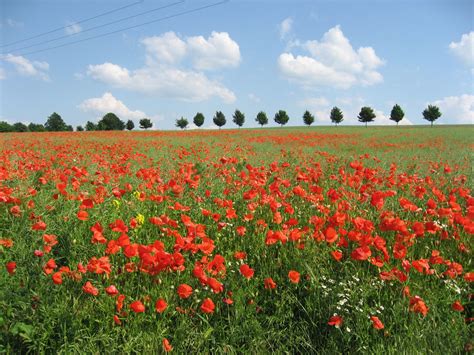 Poppy Field Free Stock Photo Public Domain Pictures