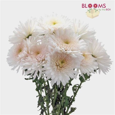 This tea is often used in herbal medicine. White Cremon Mums - Wholesale Flowers - BloomsByTheBox.com