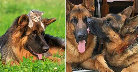 15 Reasons Why You Should Not Adopt German Shepherds Small Joys