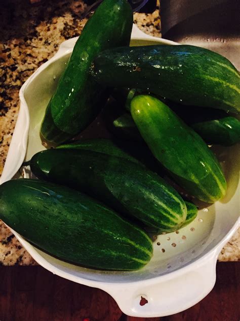 Cucumbers Before They Are Pickles Cucumbers Cucumber Vegetables