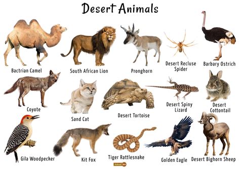 Images Of Desert Animals With Their Names