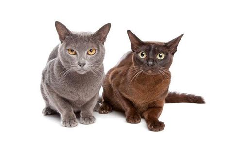 13 Cat Breeds That Get Along With Dogs Cuteness