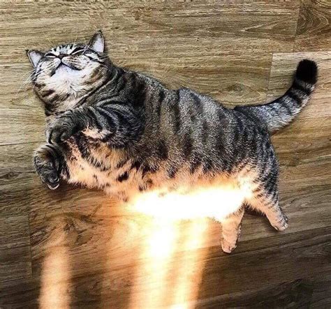 Sun Hover Cat Rhovercat