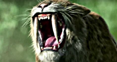Facts About Saber Toothed Tigers Some Interesting Facts