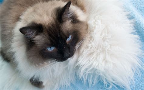 Bailey Ragdoll Cat Seal Point Mitted Ragdoll Cats Cats And Kittens