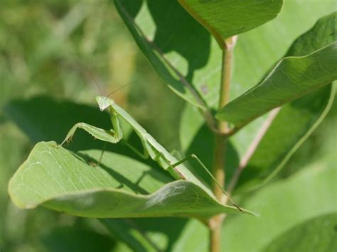 The Chinese Mantis Tenodera Sinensis Is The