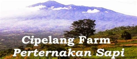 SAPI QURBAN 2015 TIMBANG HIDUP SEHAT & MURAH DI : RUMPUT GAJAH