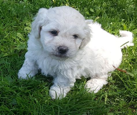 The shih tzu also prefers areas with cold climate, because its thick coat makes it sensitive to the heat. Shih Tzu Puppies For Sale | Barron, WI in 2020 | Shih tzu puppy, Puppies, Shih tzu