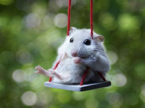 18 Huggable Hamsters That Are Just Too Cute To Be True Animal Silo