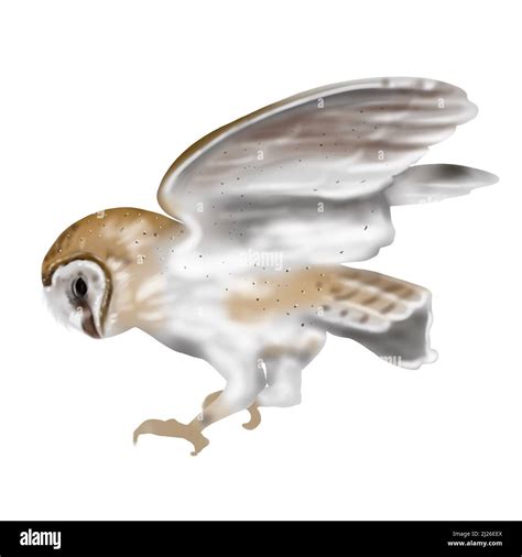 Watercolor Flying Owl Barn Owl A Realistic Illustration Of An Owl