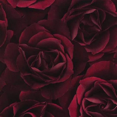 Stunning Deep Burgundy Red Rose Digital Image Wallpaper 10m Roll