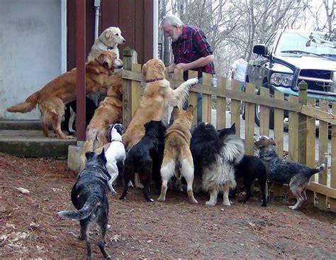 Lining Up For Treats Old Friends Senior Dog Sanctuary In Mt Juliet