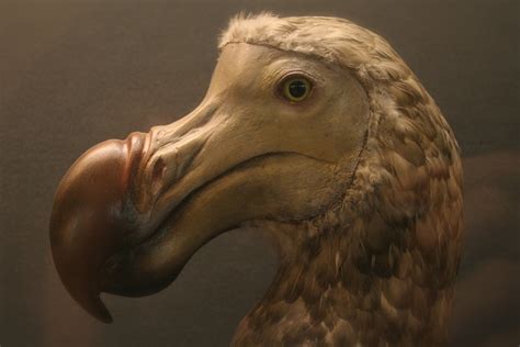 Dodo Raphus Cucullatus Extinct The Dodo And The Two Spec Flickr