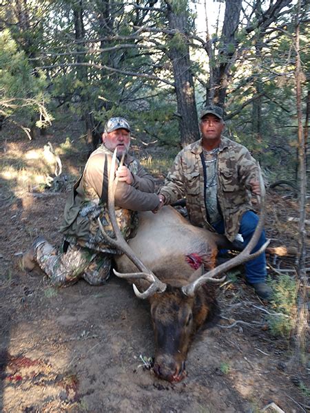 Elk Hunts New Mexico Hunting Bull Elk 512